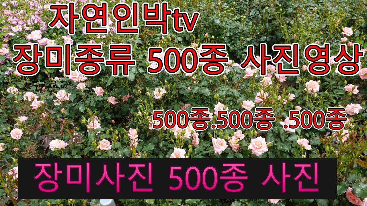 장미사진 500종류 사진