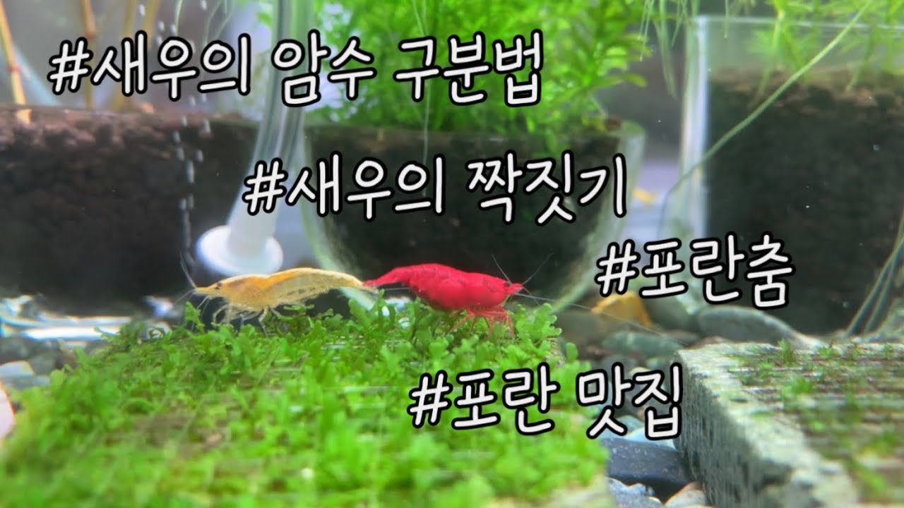 새우의 짝짓기/ 암수 구분법/ 포란 징후/ 포란춤/ 포란 성공!