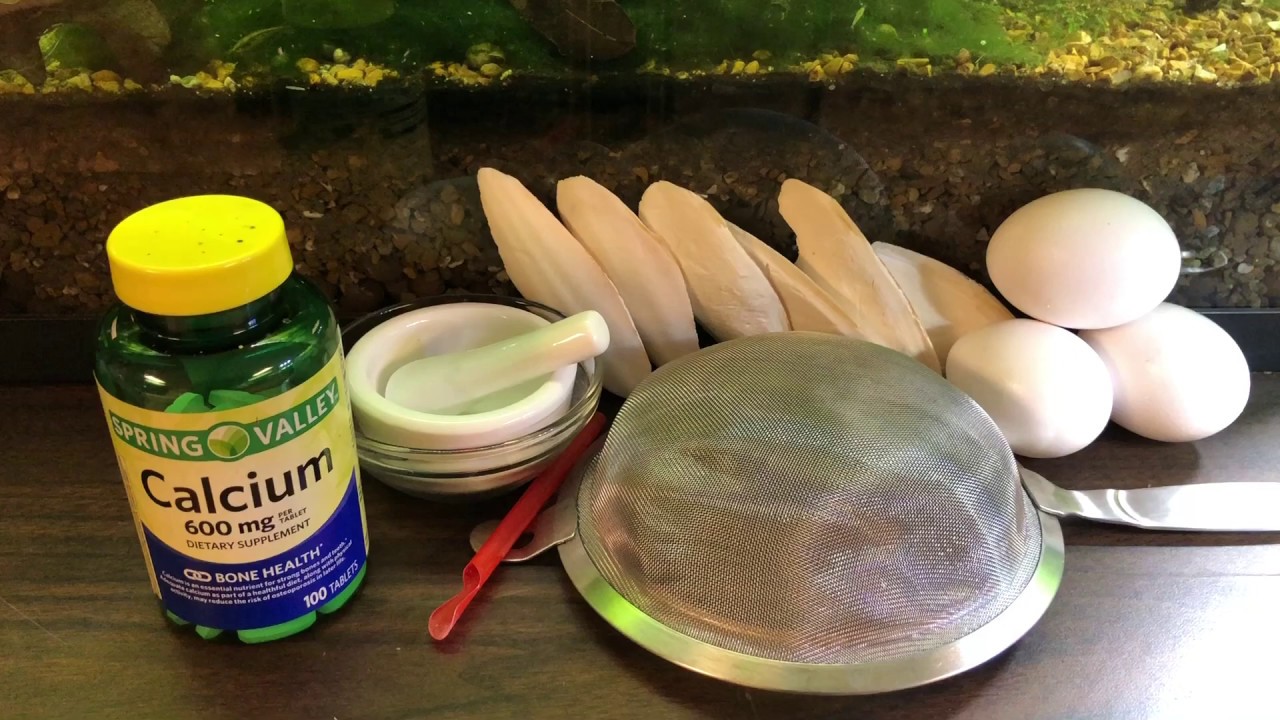 3 EASY Calcium Supplements for SHRIMP