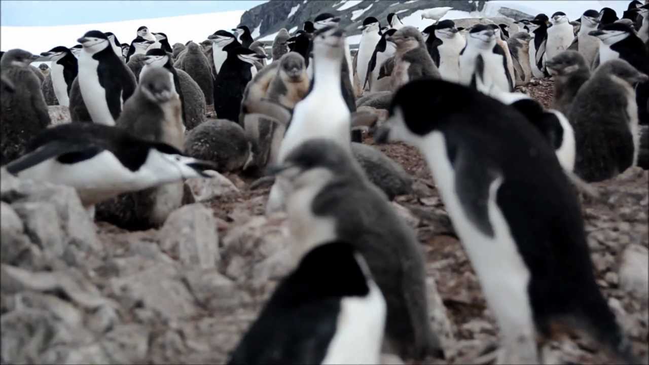 Chinstrap Penguins - Elephant Island