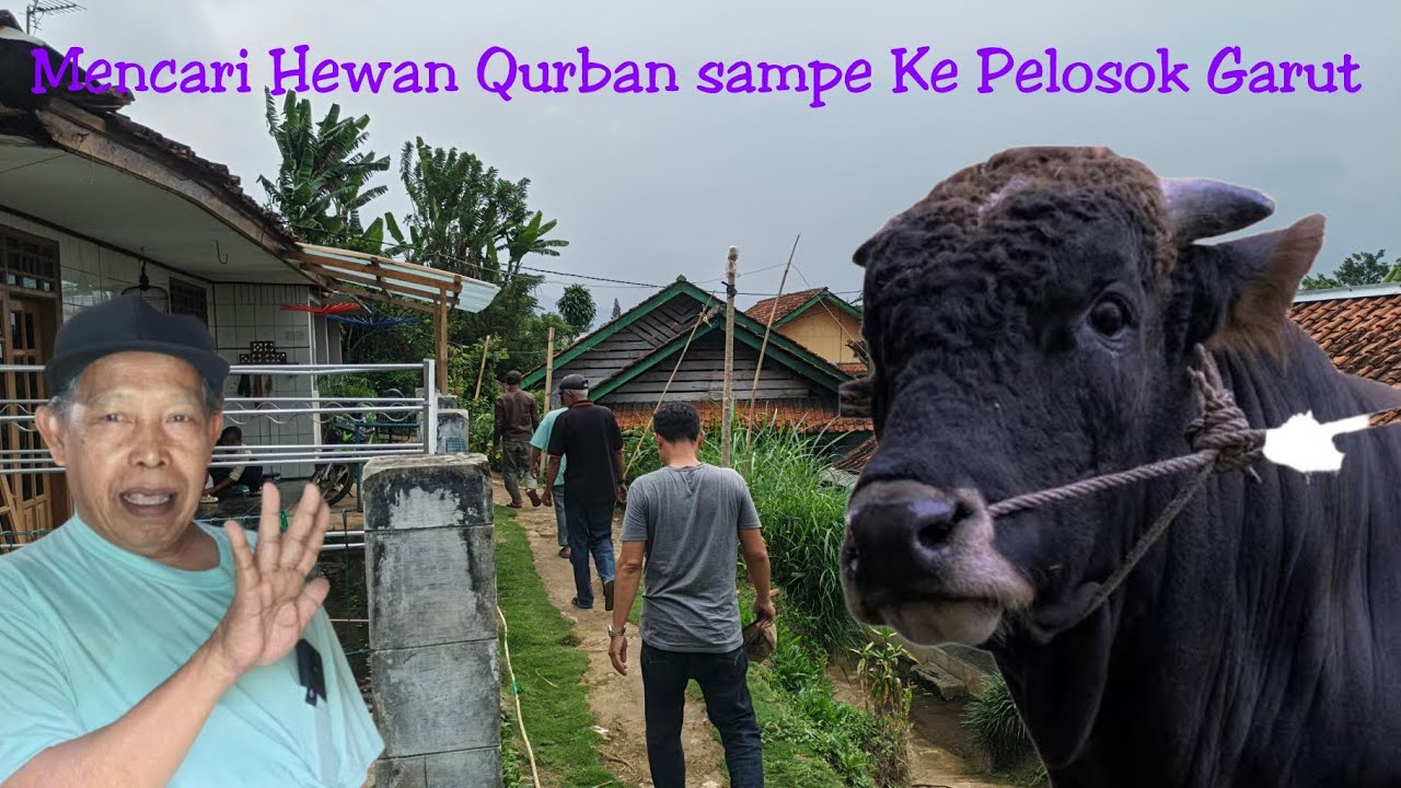 Mencari Sapi Buat Qurban Sampe ke Pelosok Garut