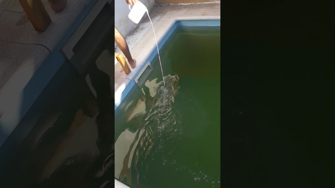 Agua turbia en piscina Solución  en 8 minutos.