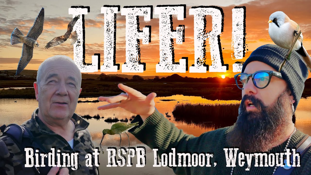 LIFER в Уэймуте! Наблюдение за птицами в Королевском обществе защиты птиц в Лодмуре!