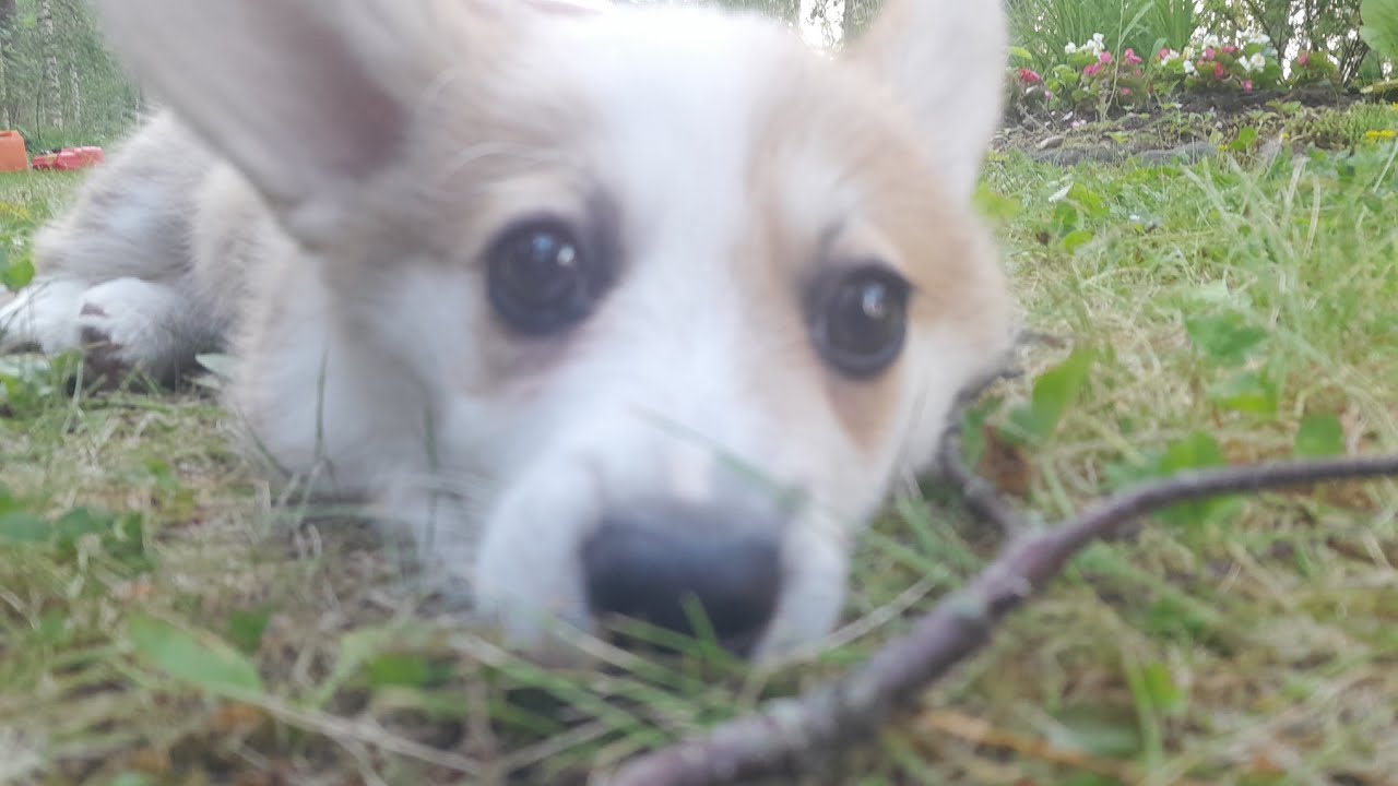 corgi pembroke tyttö nimi on leia