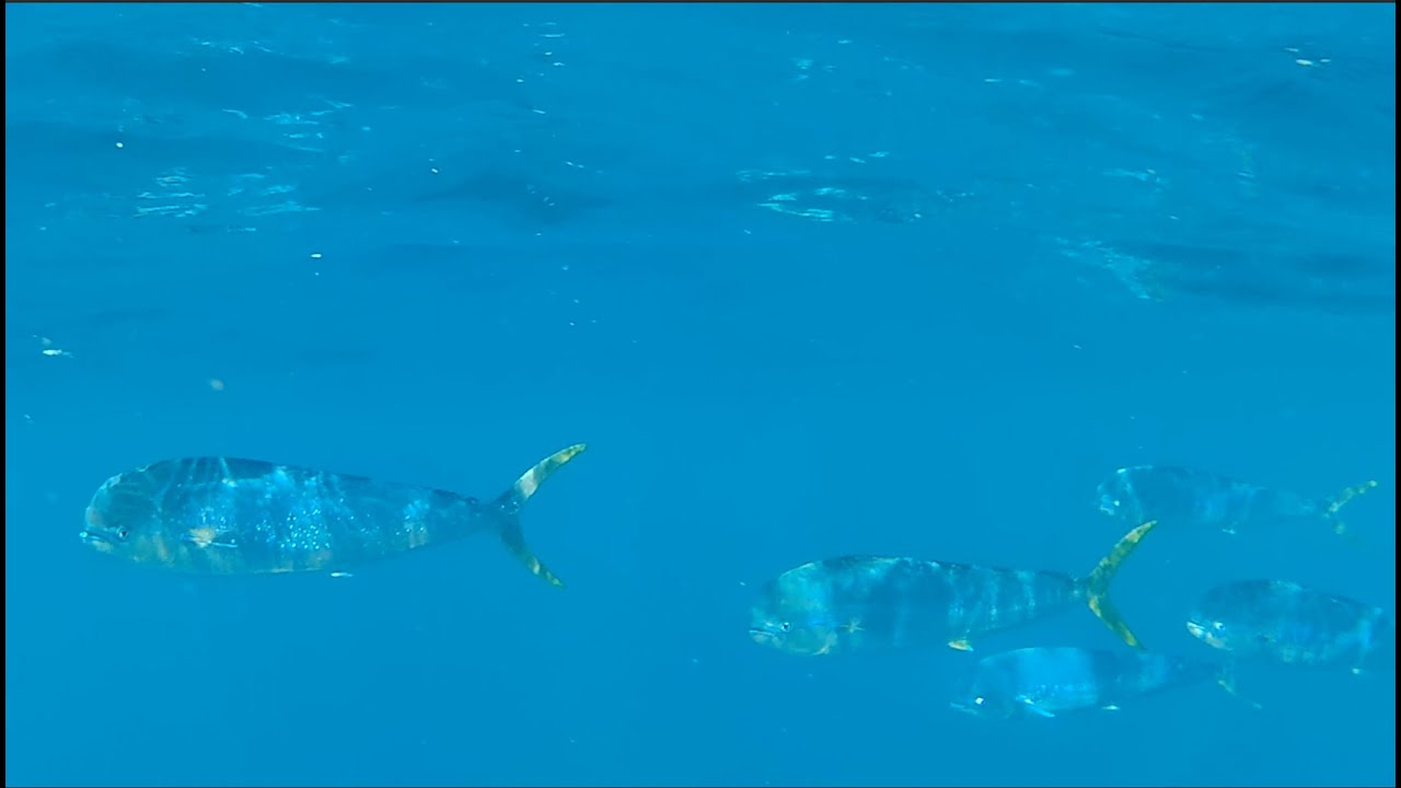 Freediving Malta - November 2023