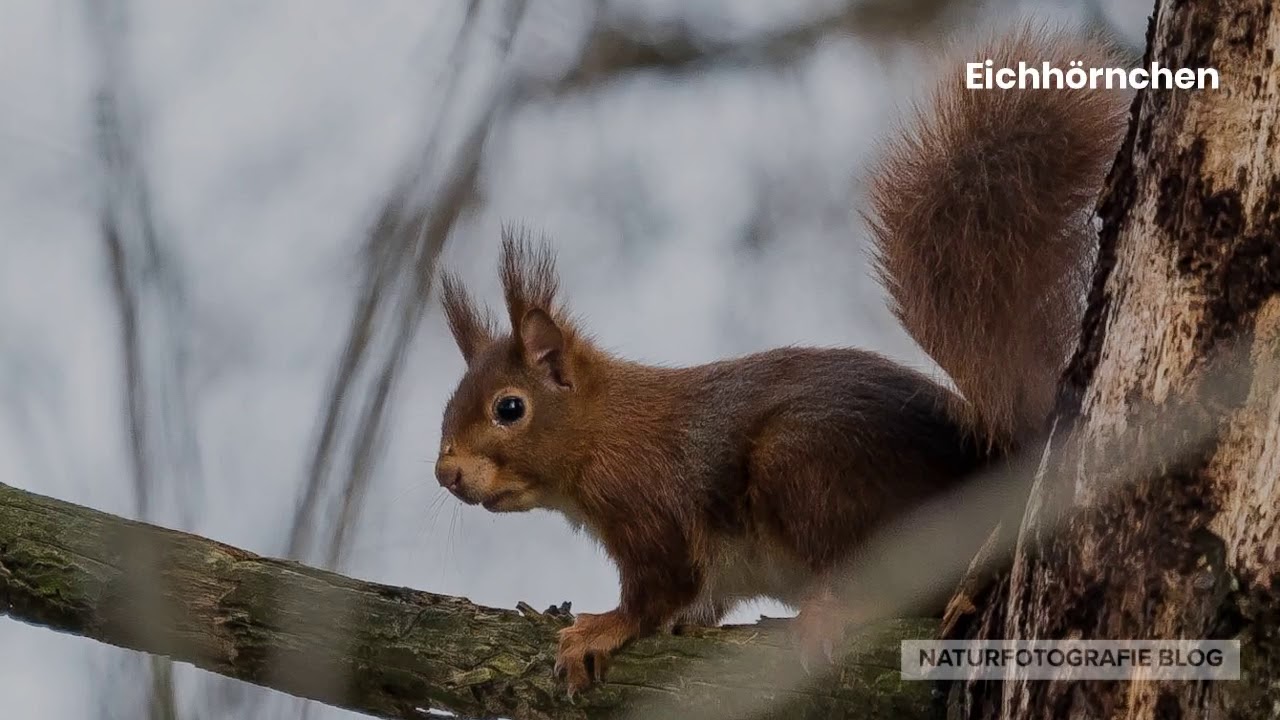 Rundgang in den Rieselfeldern Windel, 14 02 2019