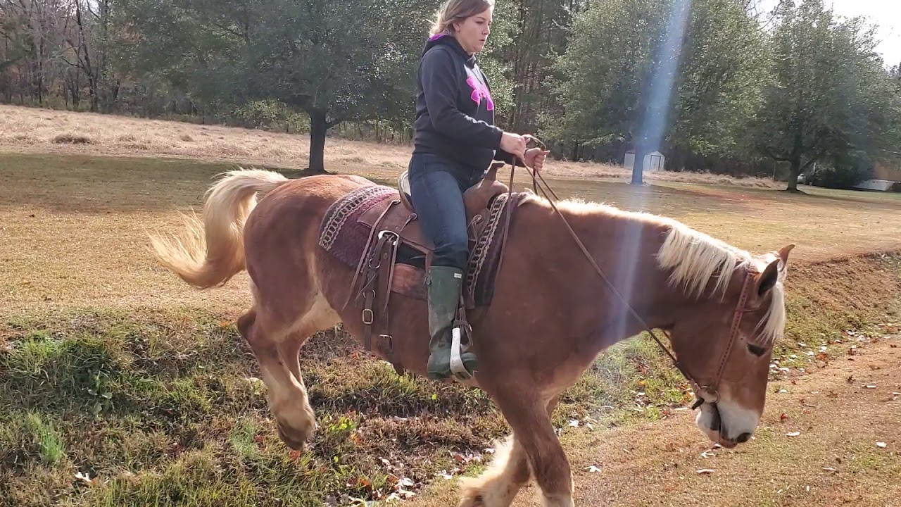 Belgian mare riding