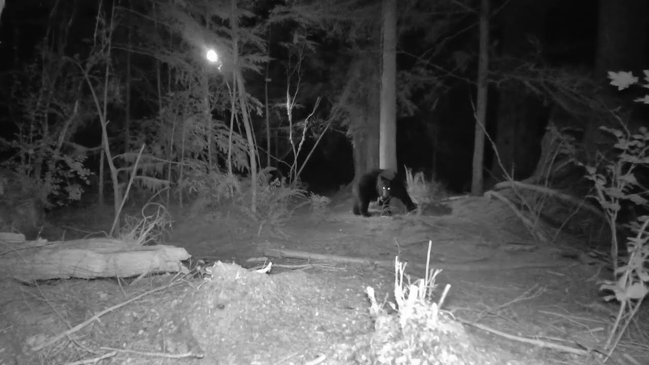 Bear activated my camera mounted high aimed at rub tree as they rub their side.