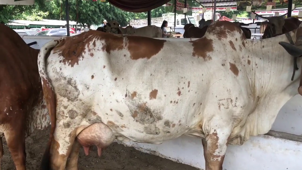 Feria ganadera 3