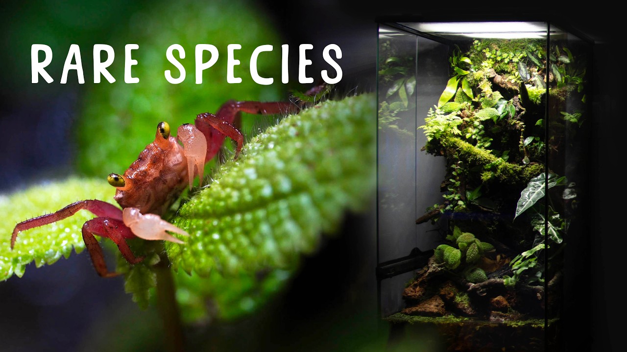 🦀 I BUILT A HUGE VERTICAL NO SPRAY FOAM PALUDARIUM FOR VAMPIRE CRABS