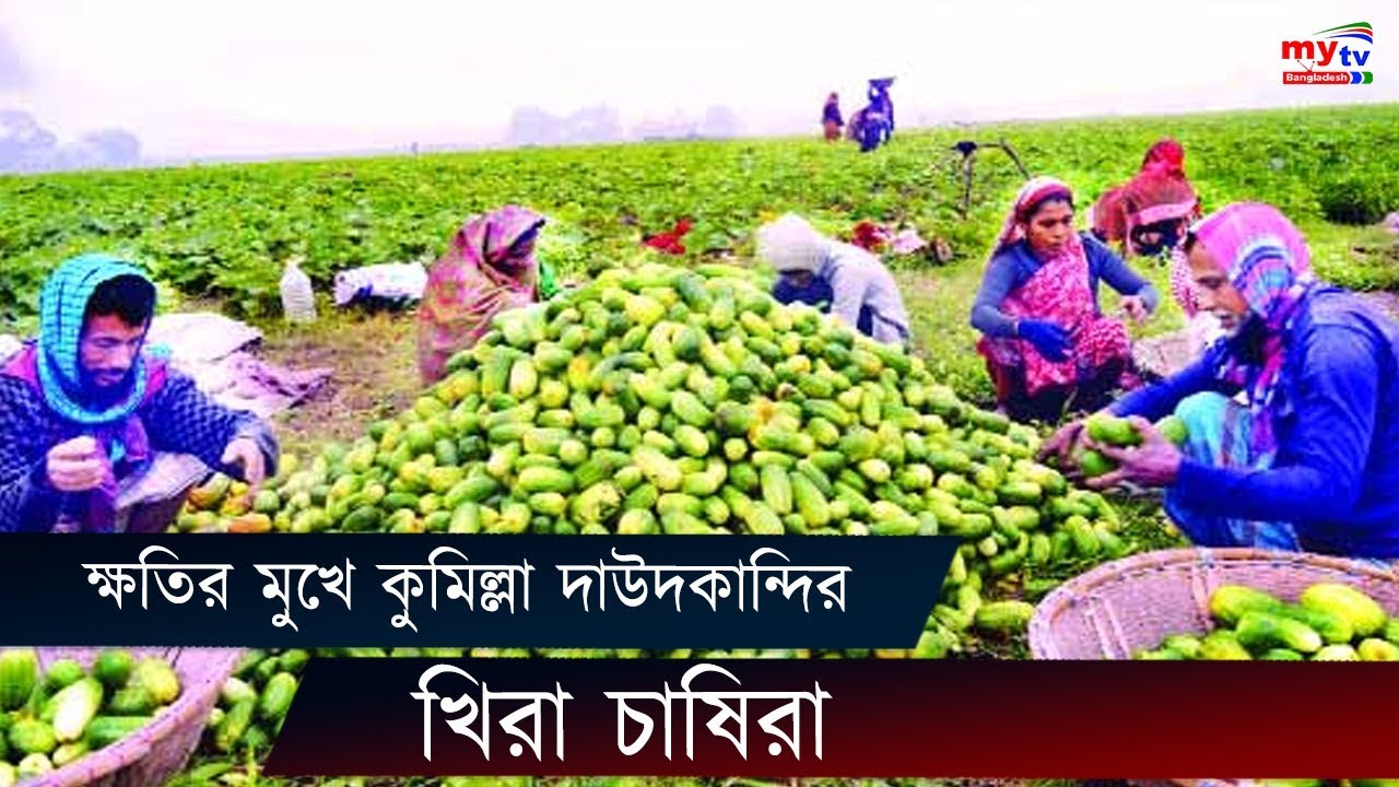 ক্ষতির মুখে কুমিল্লা দাউদকান্দির খিরা চাষিরা | Krishi News | Comilla | Daudkandi | BD News | Mytv