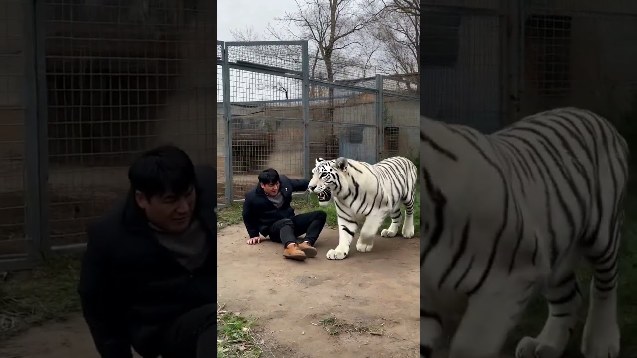 Wild White Tiger Attacks Human