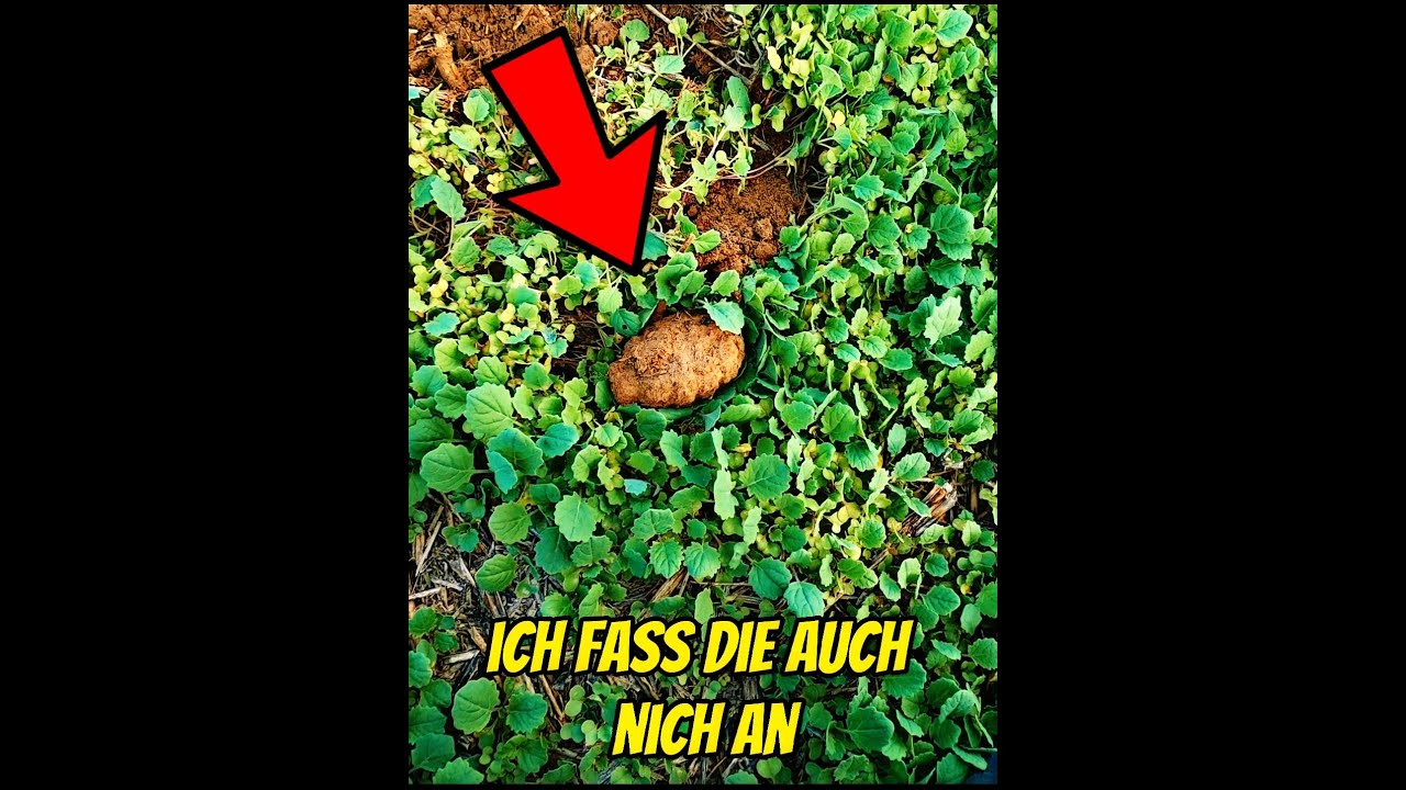 ⚠️ Granate beim Sondeln #shorts