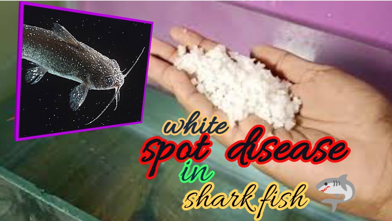 shark white spot disease | curing process | tamil | fish facts tamil |