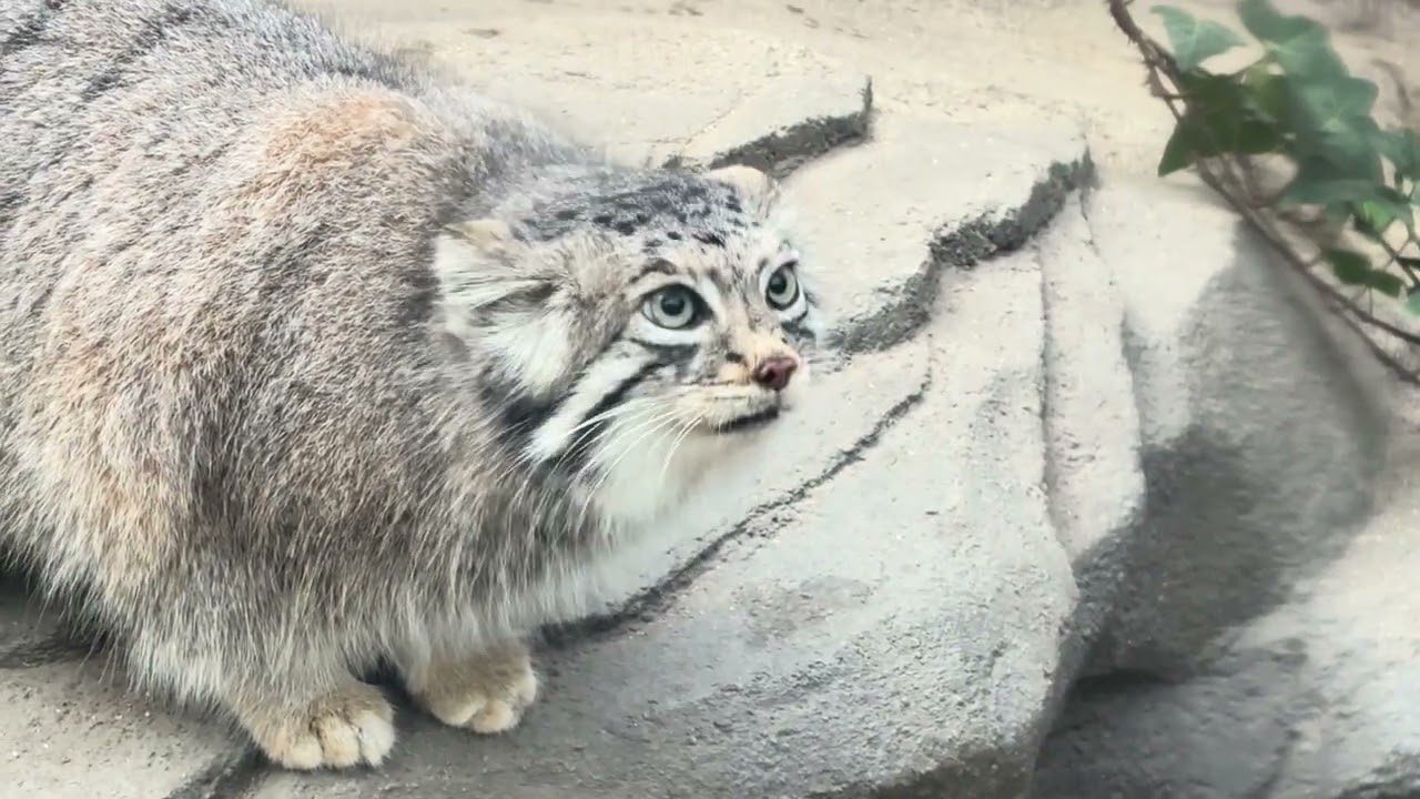神戸どうぶつ王国    マヌルネコ
