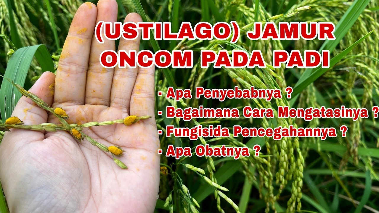 Penyebab Adanya Jamur Oncom (Ustilago) Pada Tanaman Padi Dan Cara Mengatasinya