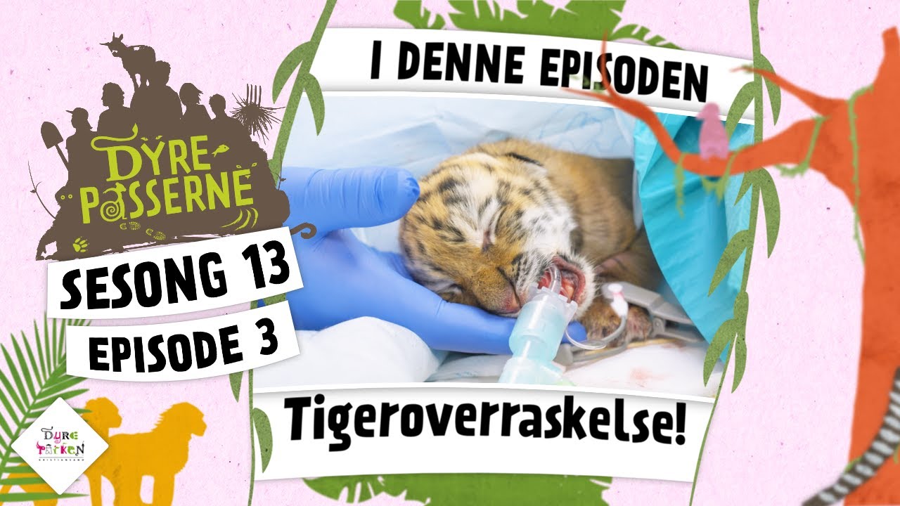 Tigeroverraskelse | Dyrepasserne 2024