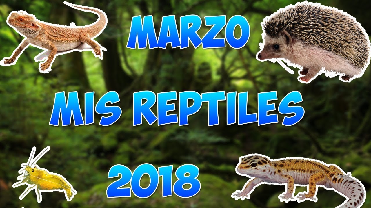 Mis Reptiles (Marzo 2018)