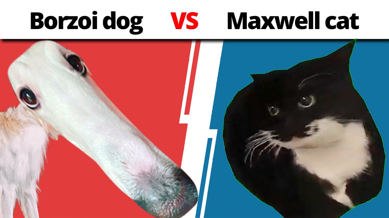 Borzoi Dog vs. Maxwell Cat [MEME Fight Night]