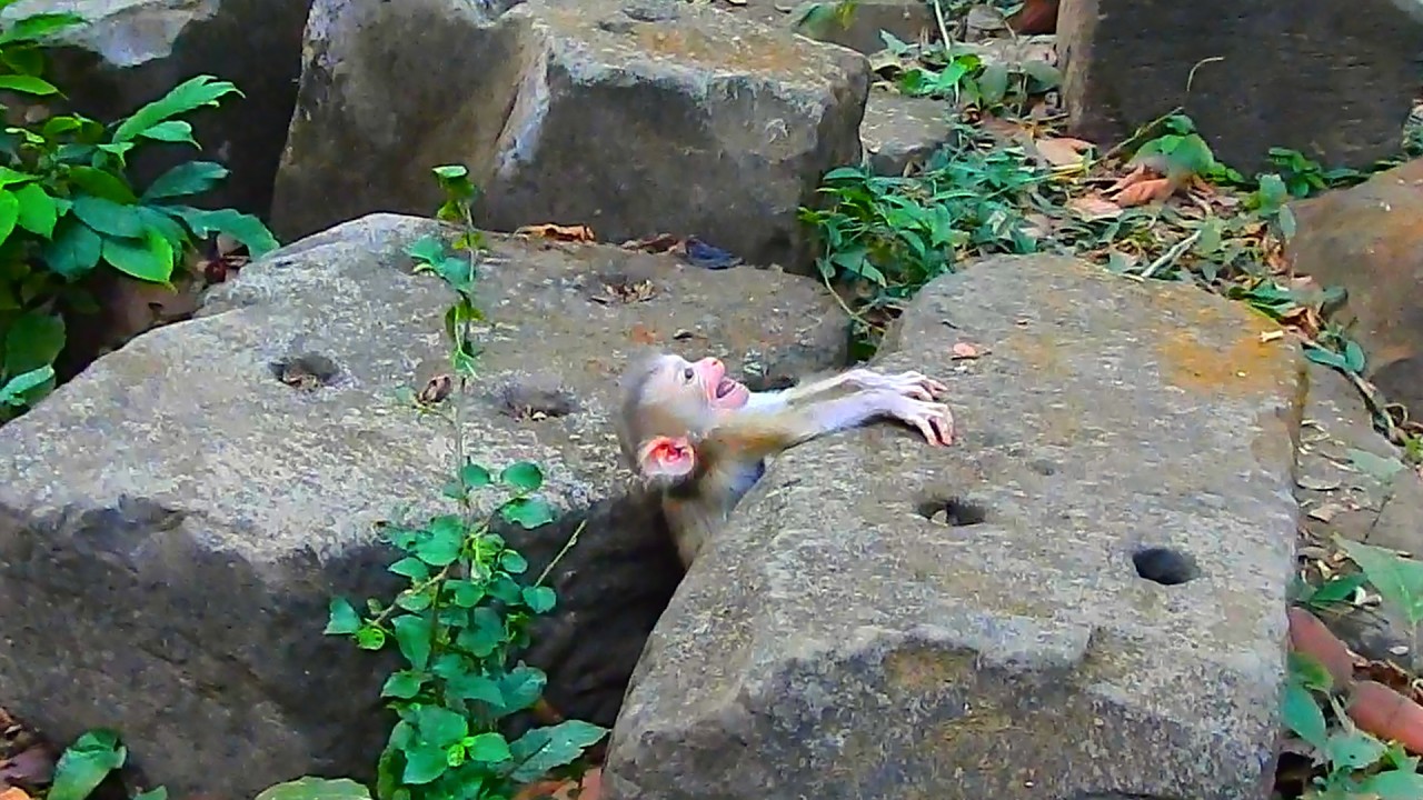 Little Levy's new experience learning to walk on rocks for the first time