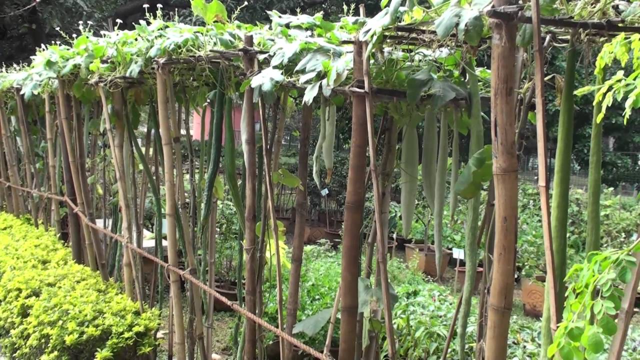 Snake gourd Trichosanthes cucumerina