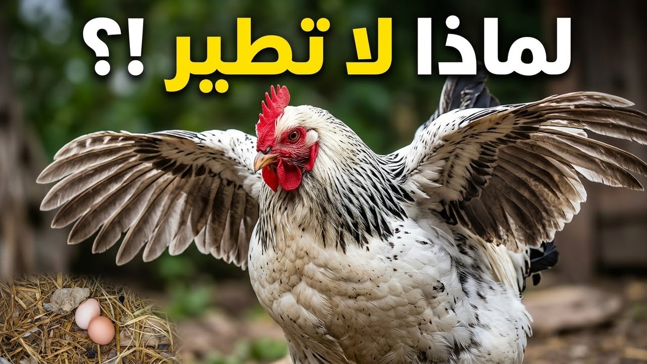 لماذا لا تطير الدجاجة مثل بقية الطيور؟ الحقيقة العلمية المدهشة عن الدجاج