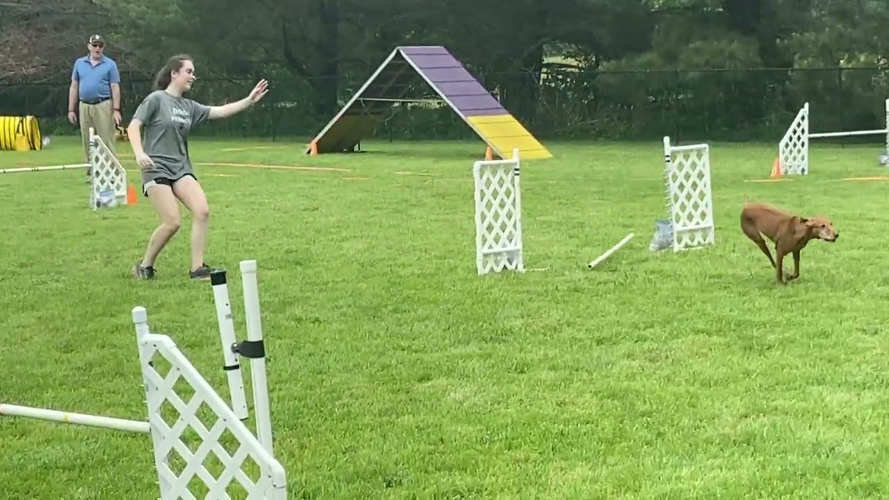 AKC Agility Novice FAST Q, 1st Place, NF Title 5/21/22 - Jersey the Vizsla