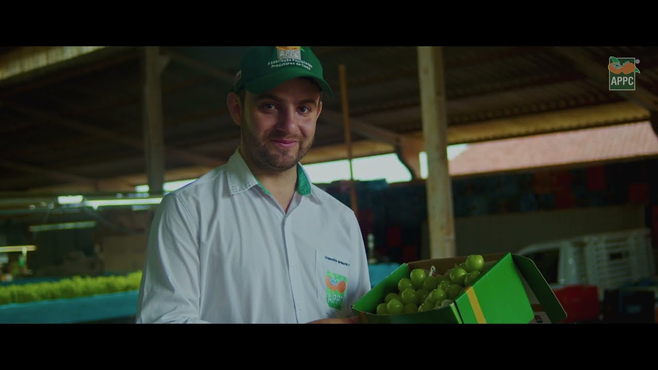 Como é feito o cultivo da Pilarmoscato® - Todas as Etapas de Cultivo (VÍDEO COMPLETO)