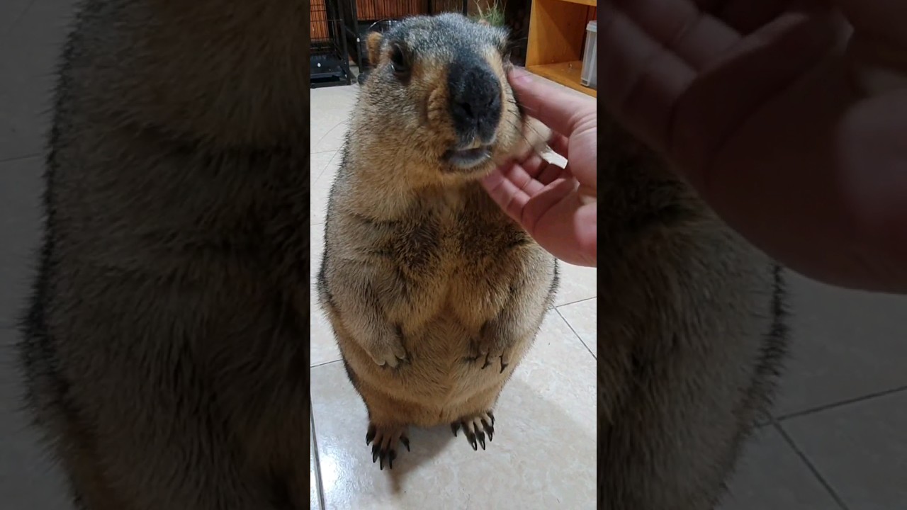 friendly, chubby, cute marmot #capybara #marmot #cuteanimals