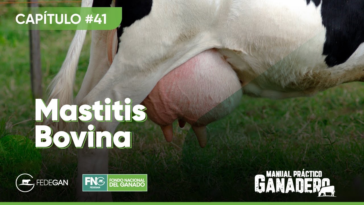 Cap 41 - Mastitis Bovina #manualpracticoganadero