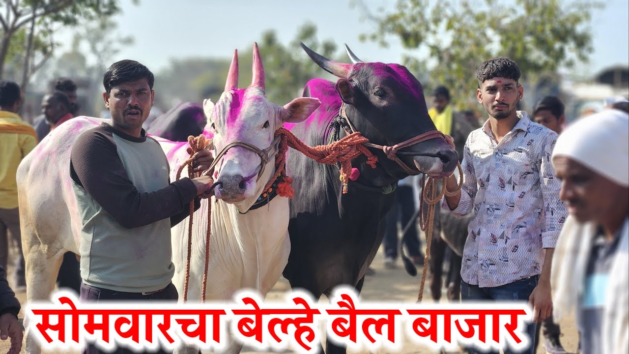 सोमवारचा बेल्हे बैल बाजार ,,दि-‌20/01/2025…Belhe Bail Bajar..Bail Bazar Belhe...