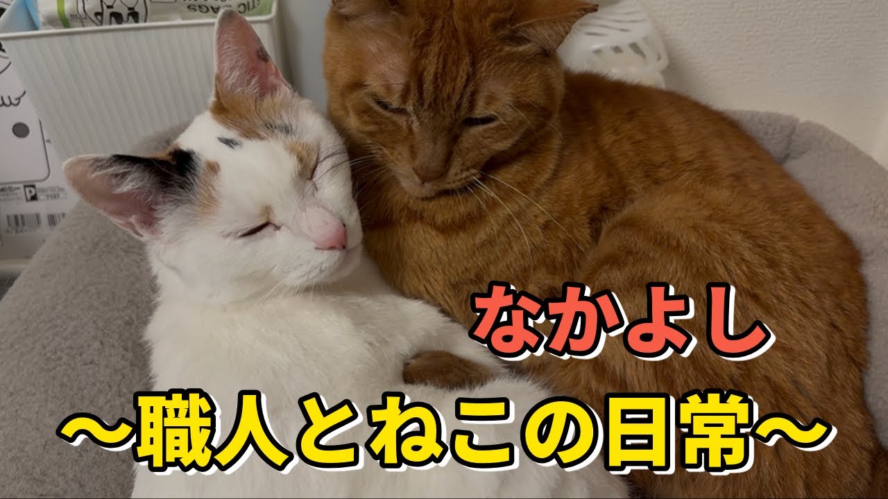 仲良く昼寝中のむさしともね