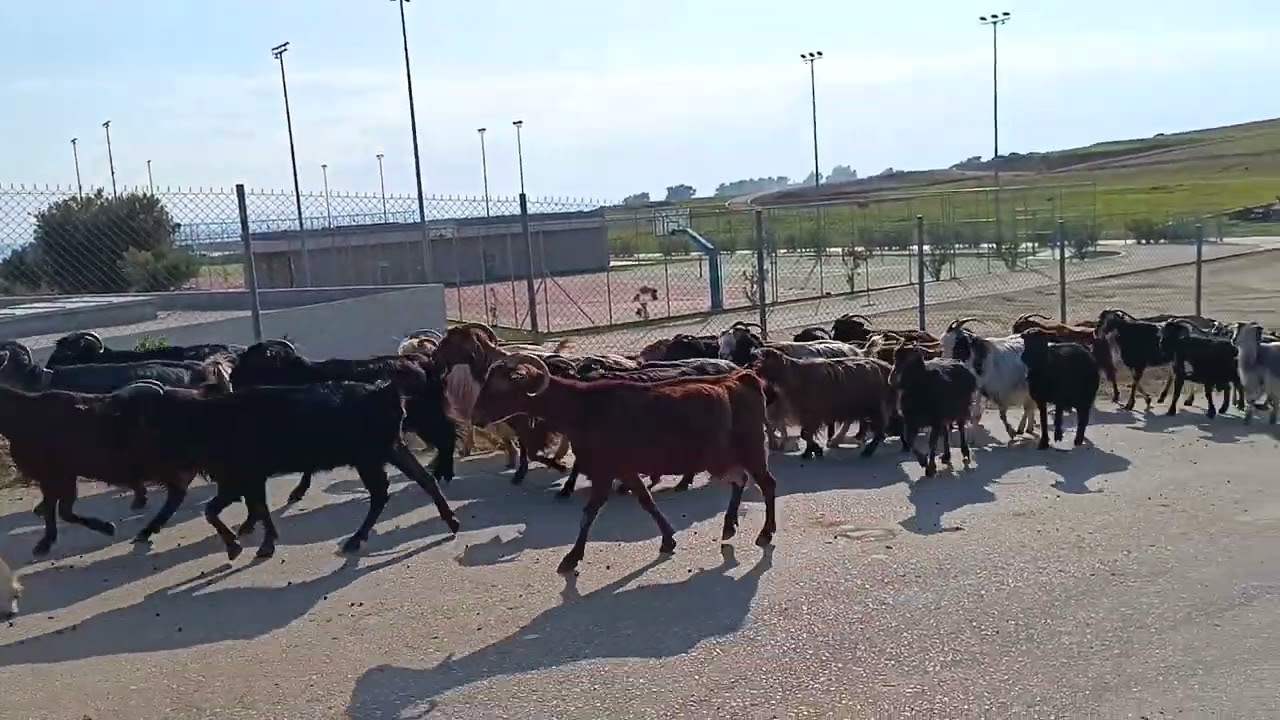 Γίδες, κατσίκες και τραγιά, μία ανέμελη αγέλη.(2)