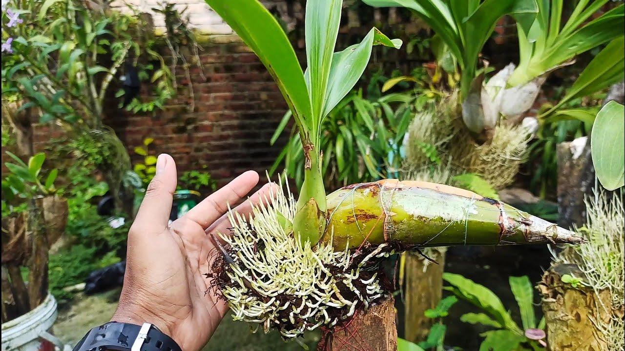 RAHASIA Memperbanyak Anggrek Macan !! Grammathophyllum Scriptum !!
