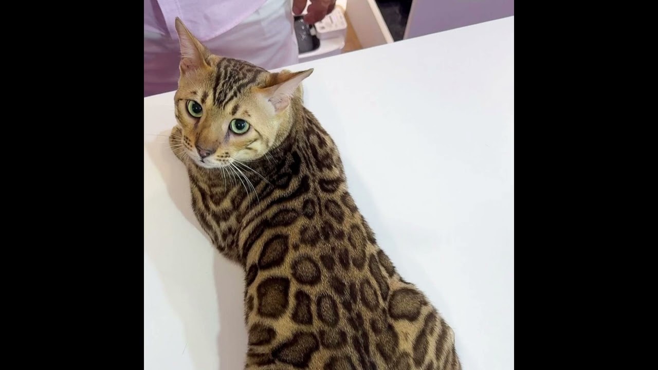 FREE for profit maajins x rexv2 x luhpray type beat "Rihanna " [Killcam & hexx]