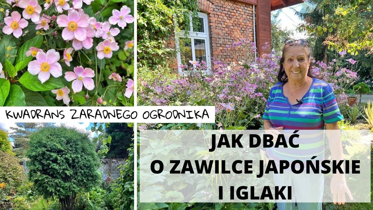 Zawilec japoński uprawa, pielęgnacja, odmiany