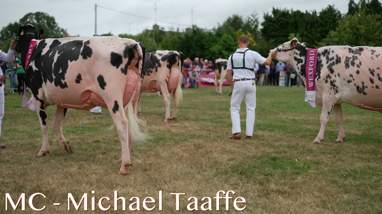 Holstein cows Credenhill O Kaliber Shakira. Excellent Breed.