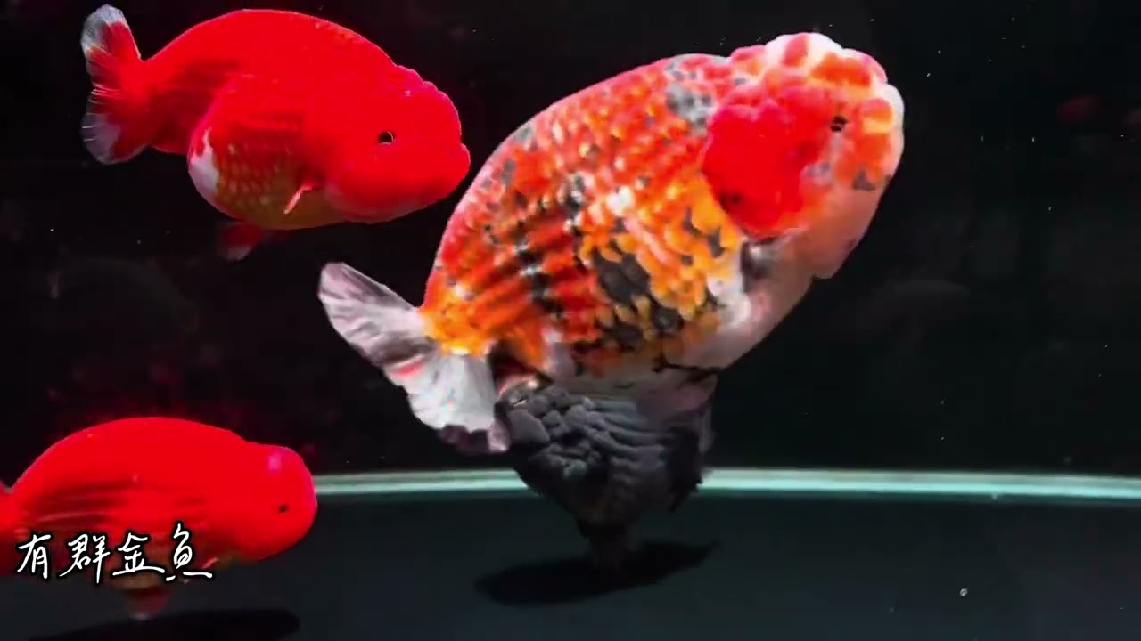 蘭壽金魚 泰獅金魚 熊貓三色