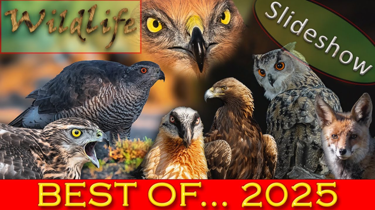 Best of Wildlife Fotografie 2025 – Die schönsten Tieraufnahmen des Jahres in einer Slideshow