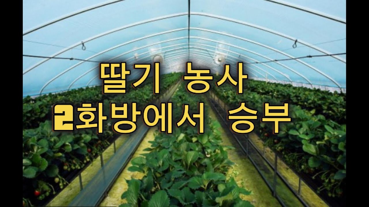 딸기 농사, 2화방에서 갈립니다