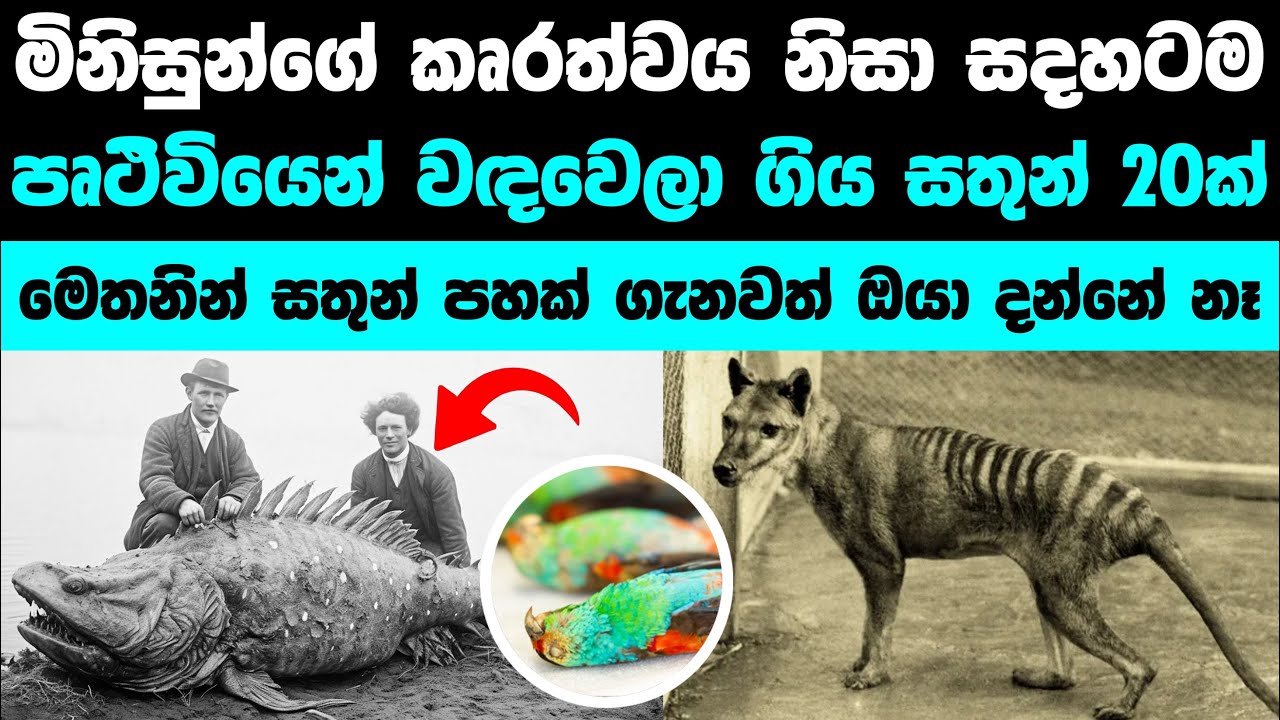 මිනිසුන් නිසා වඳවී ගිය වටිනා සත්තු 20ක් | 20 AMAZING ANIMALS That Humans Hunted Into Extinction