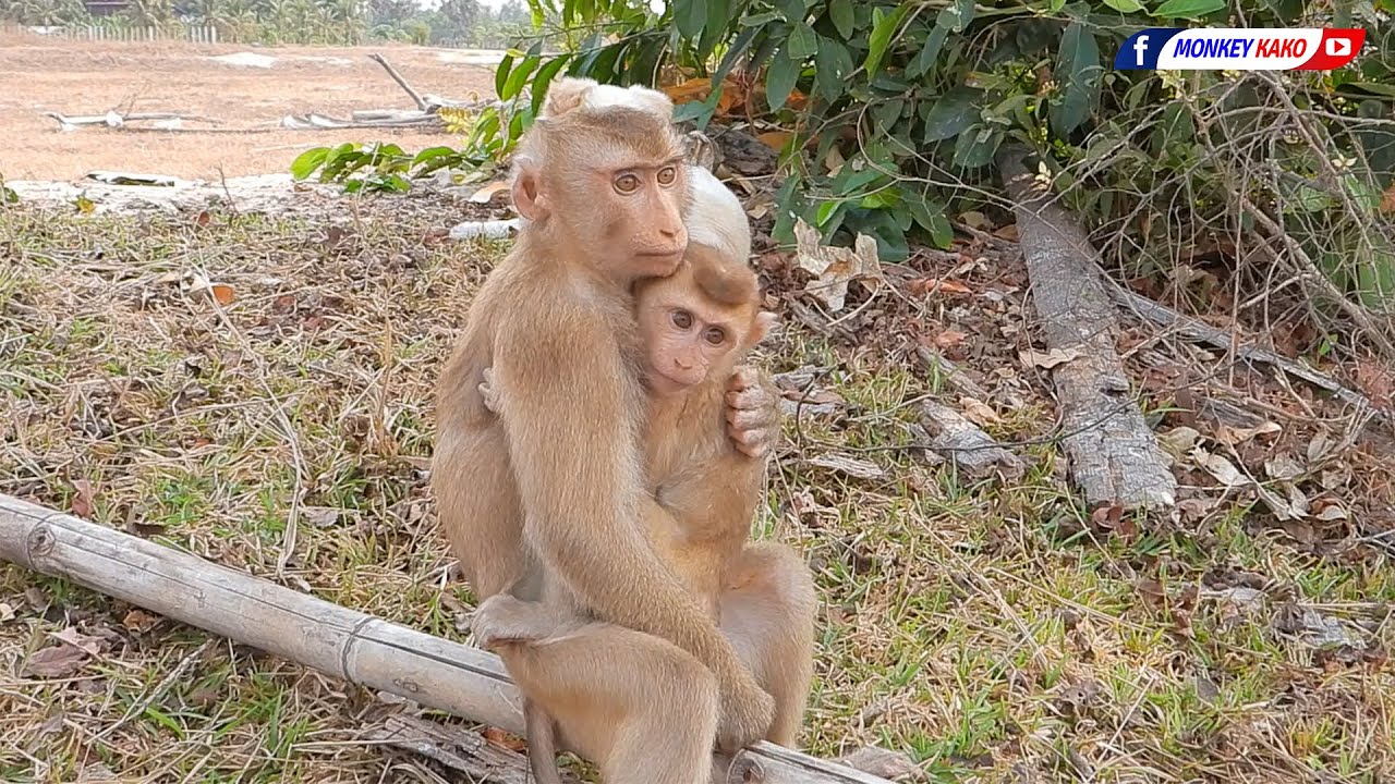 Monkey Family | Best Brother Kako Playing And Hug Tiny Luna Olly