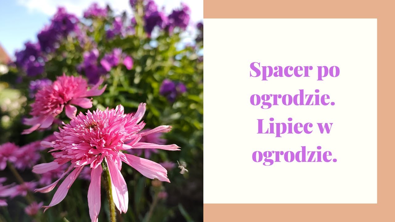 Spacer po ogrodzie. Początek lipca w ogrodzie.