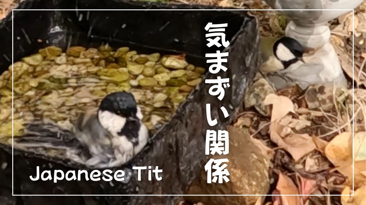気まずい関係…庭のバードバスで起きた小さなドラマ  #birdwatching