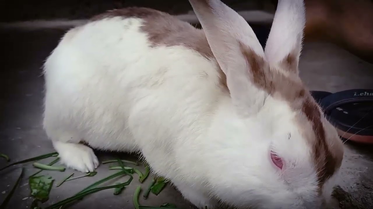 Rabbit diet 🤠#rabbit #cute #rajasthanvlog #dailyvlog #vlog #viralvideo