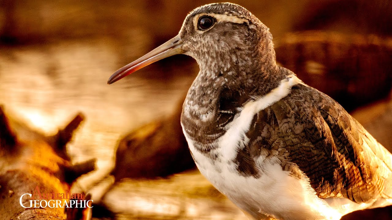 The Search for Australia's Most Mysterious Bird