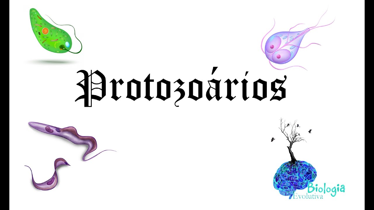 Biologia - Reino Protista: Protozoários