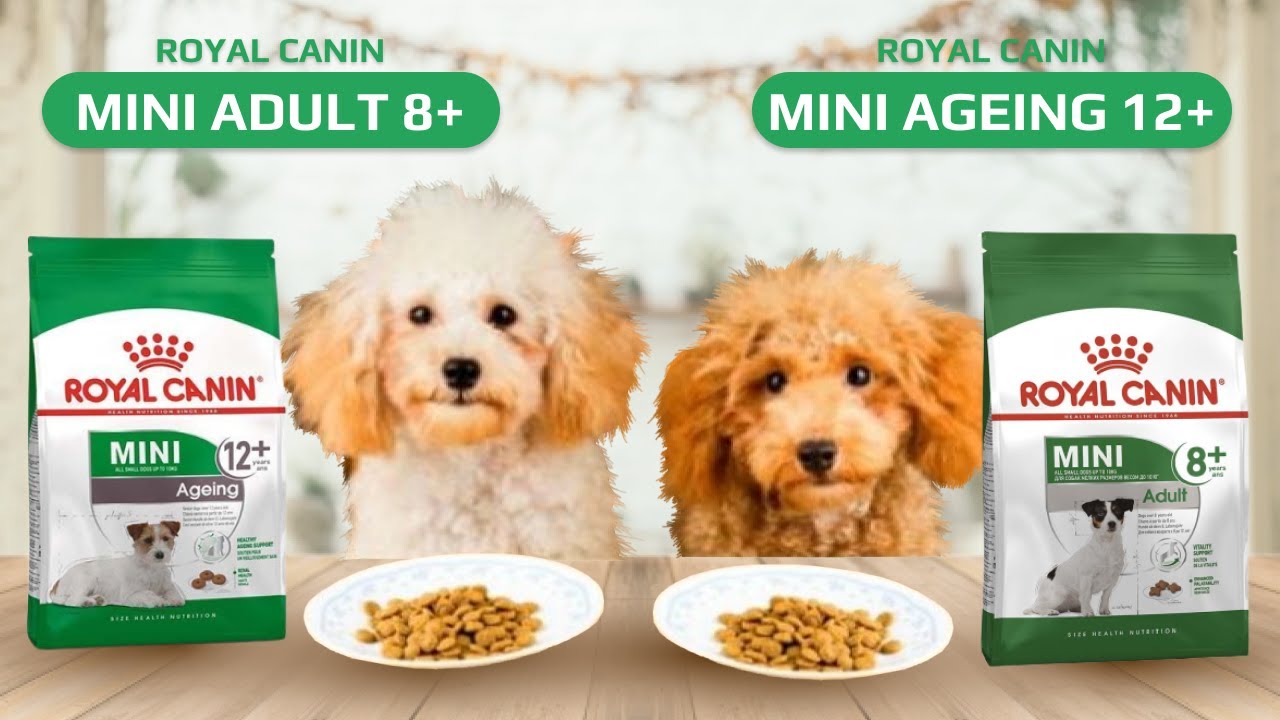 Сухой корм Royal Canin Mini Adult 8+ и Royal Canin Mini Ageing 12+