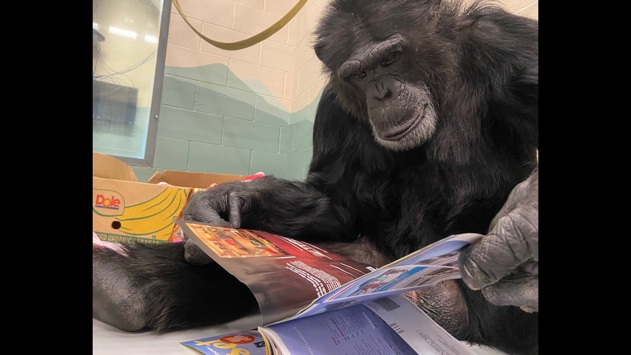 Sweet 16 - Celebrating 16 years of sanctuary and two chimpanzee birthdays