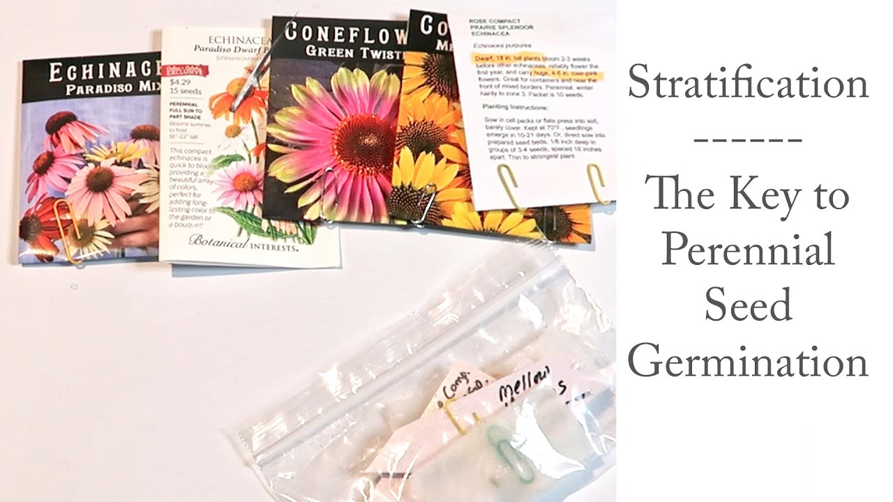 Seed Stratification:  What It Is / How To Do It